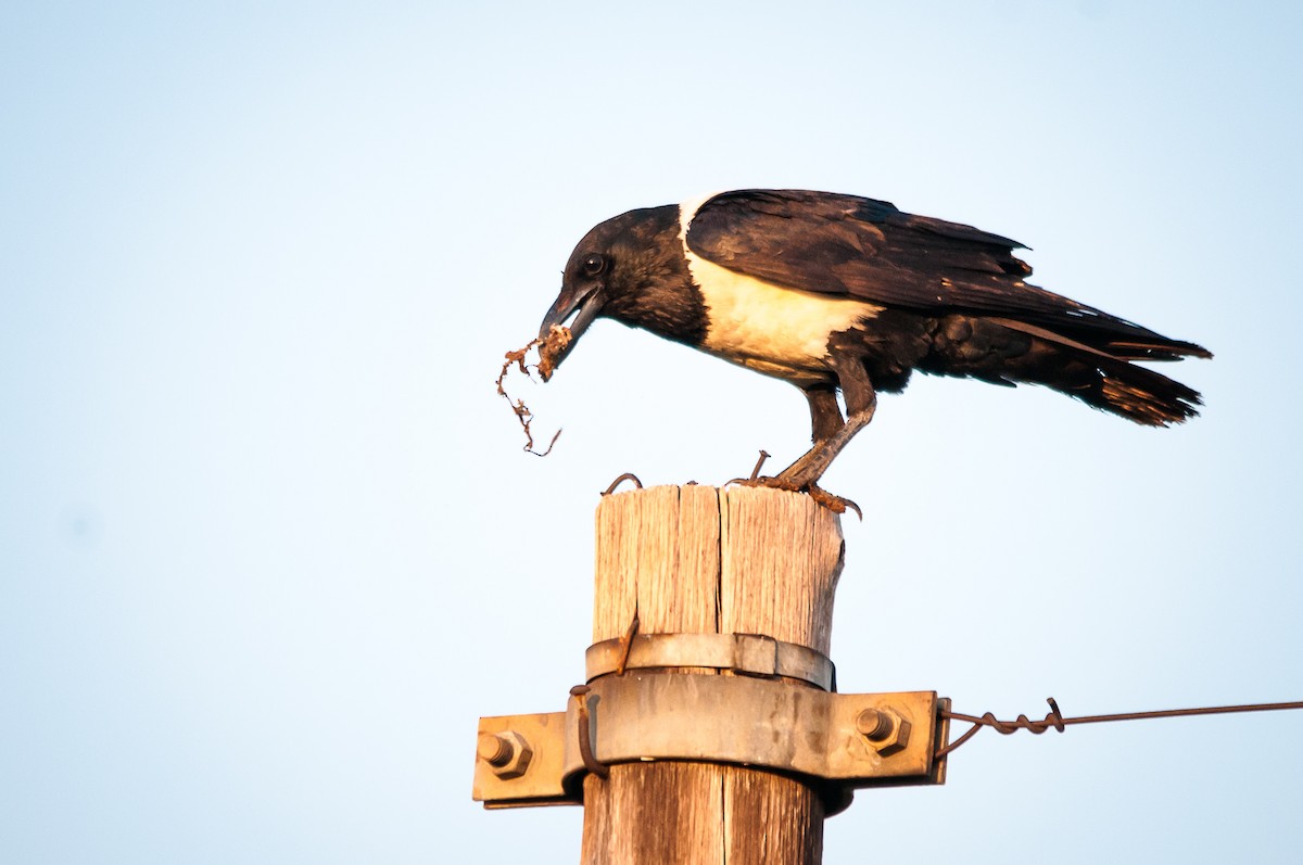 Pied Crow - ML54641901