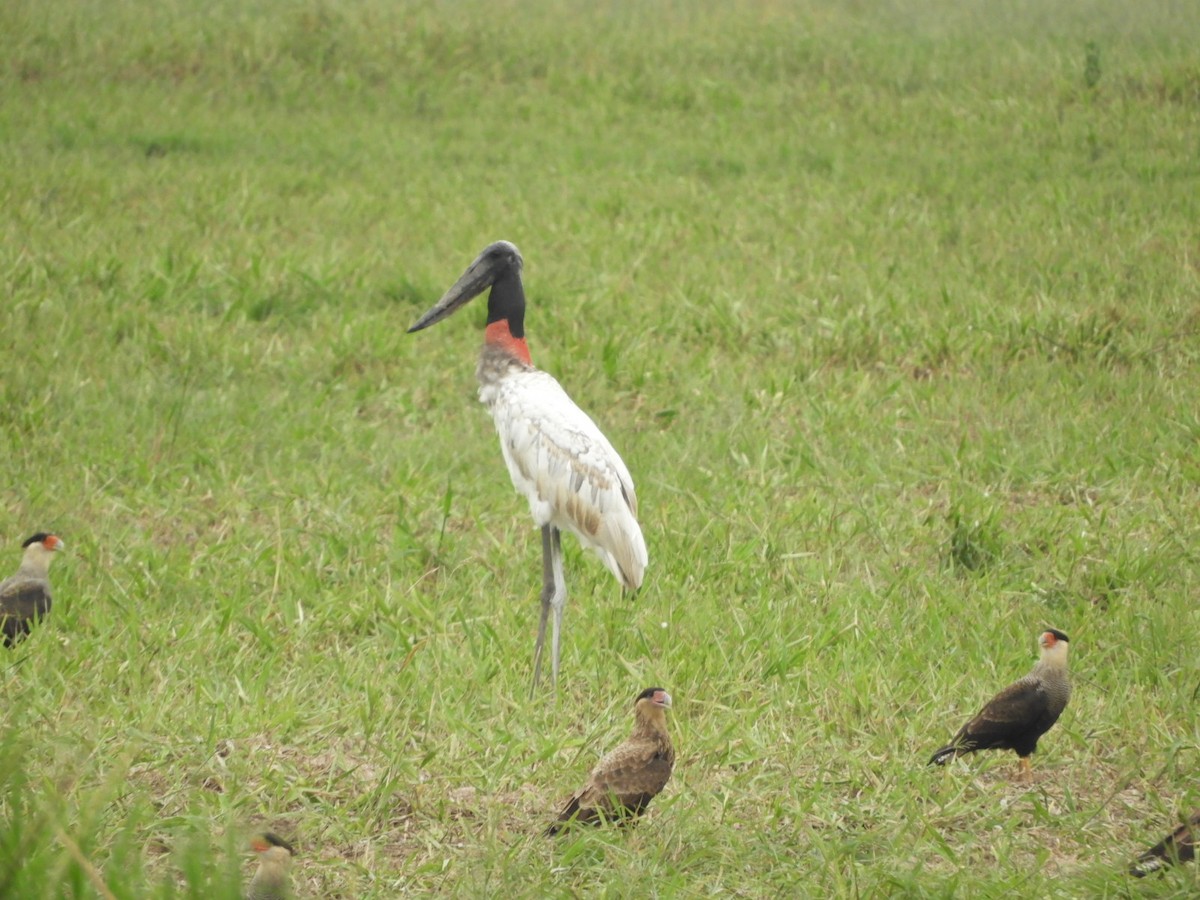 Jabiru - Silvia Enggist