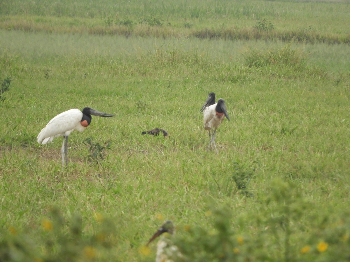 Jabiru - Silvia Enggist