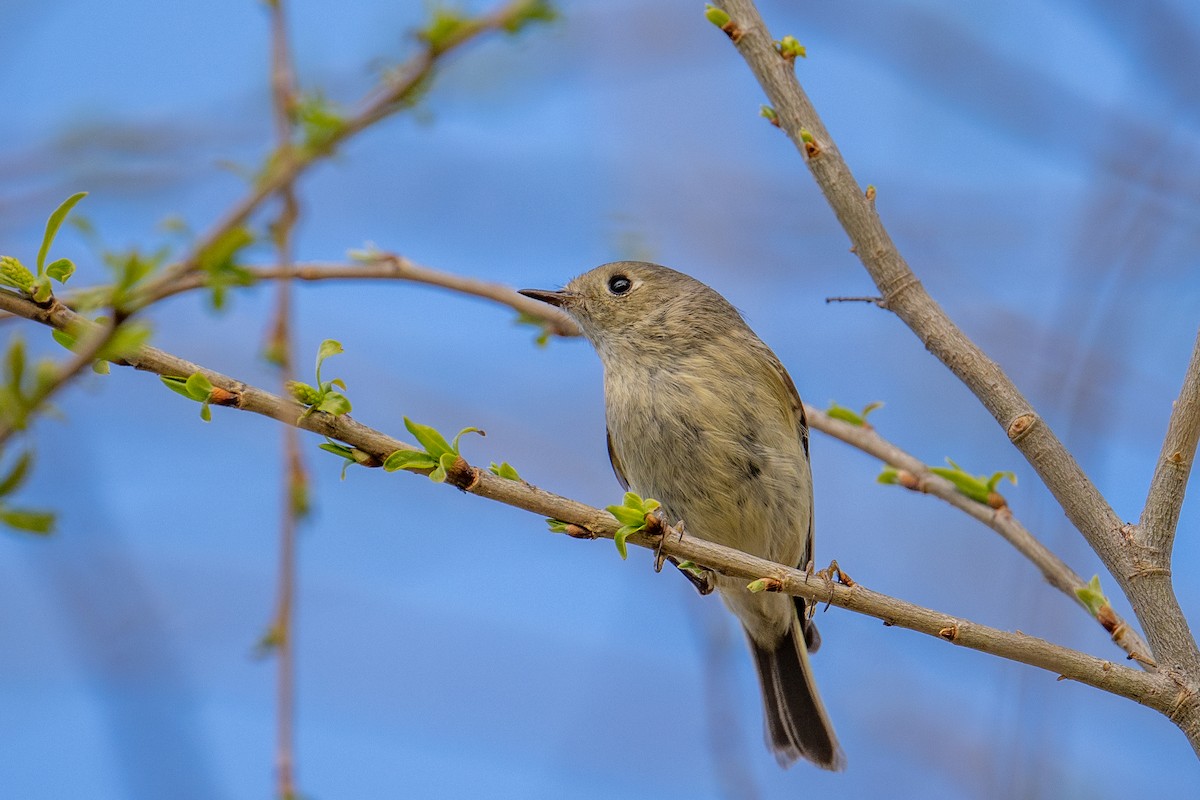 Ruby-crowned Kinglet - ML546421941