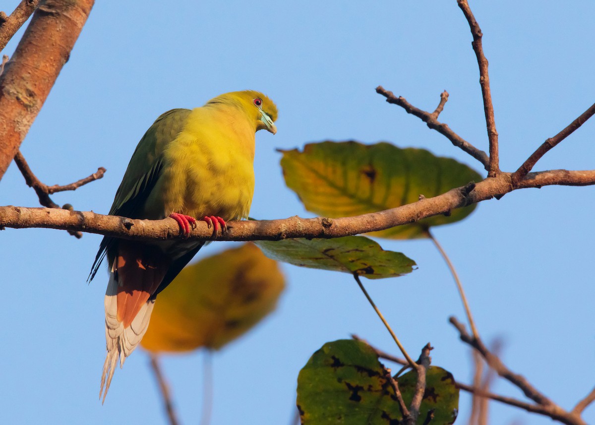 Pin-tailed Green-Pigeon - ML546421971