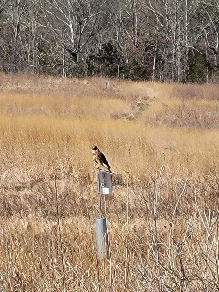 Red-shouldered Hawk - ML546422361