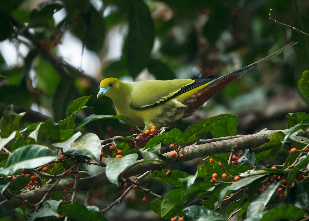 Pin-tailed Green-Pigeon - ML546422681