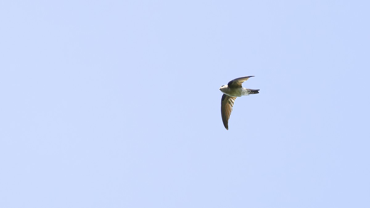 Glossy Swiftlet - Kenneth Cheong