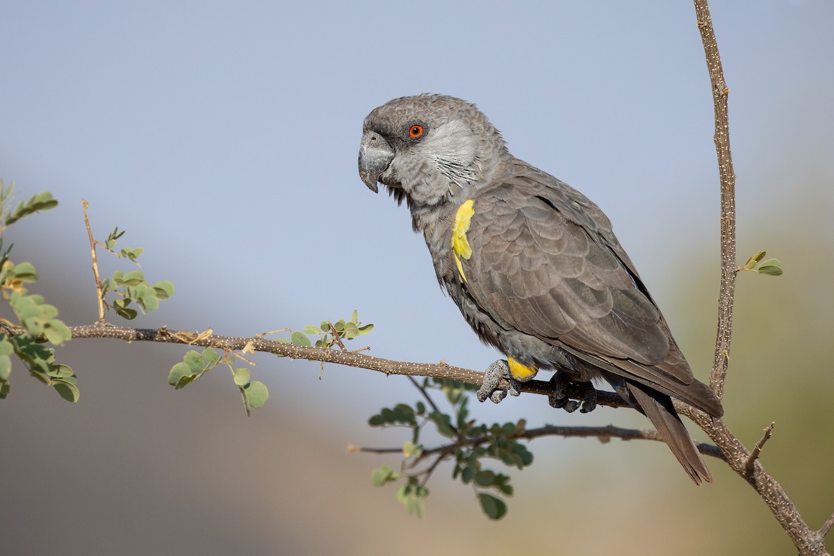 Rüppell's Parrot - ML546423411