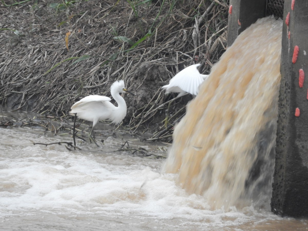 Snowy Egret - ML546424111