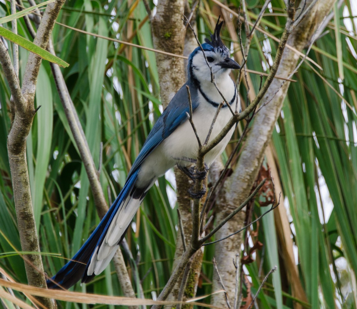 White-throated Magpie-Jay - ML546424121
