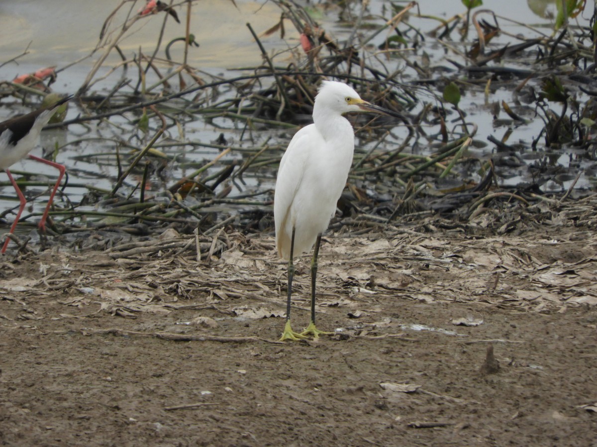 Snowy Egret - Silvia Enggist