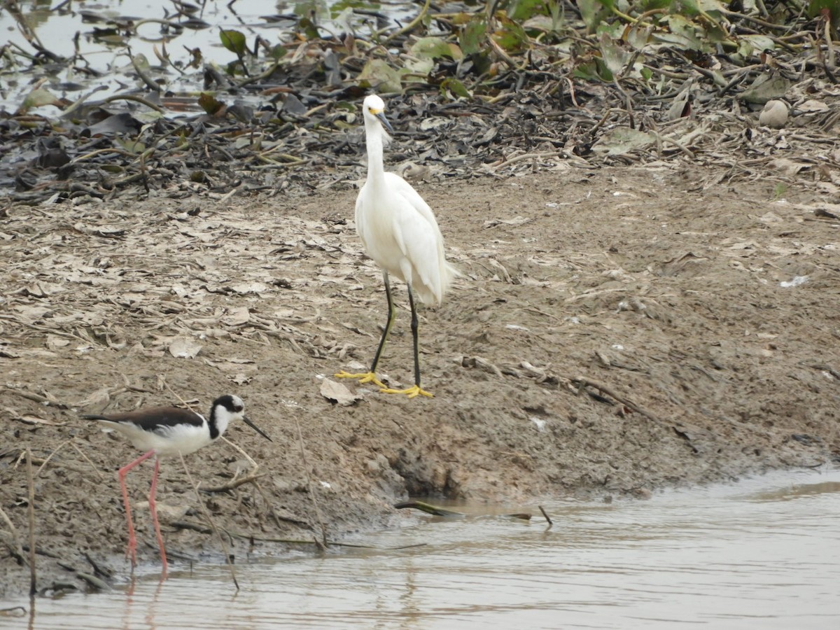 Snowy Egret - ML546424251