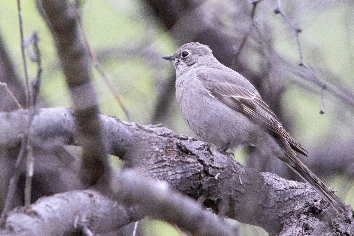 Townsend's Solitaire - Paul Ossowski