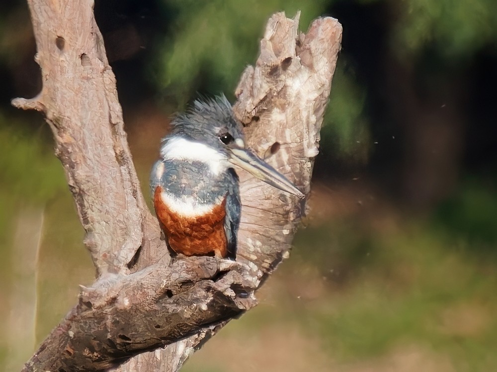 Ringed Kingfisher - ML546425761