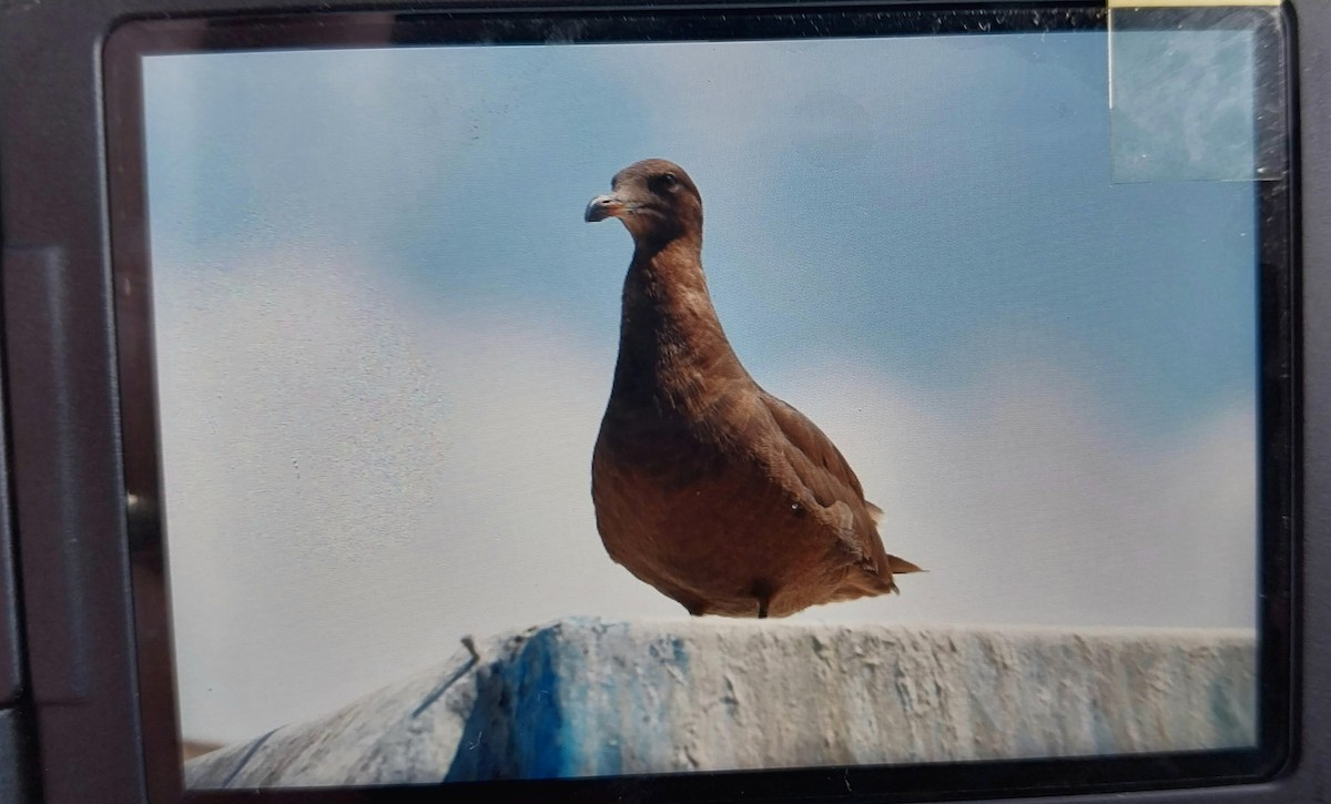 Gaviota Mexicana - ML546425801