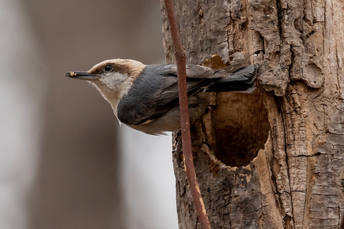 Brown-headed Nuthatch - Niki Robertson