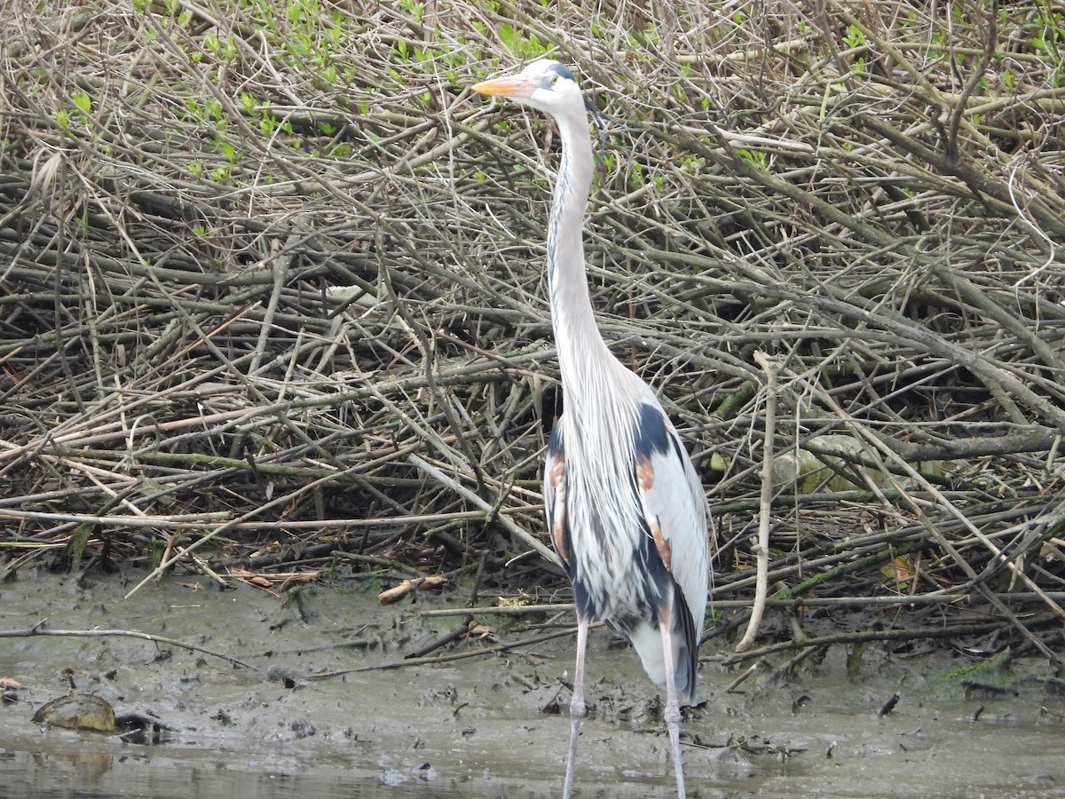 Great Blue Heron - ML546426211