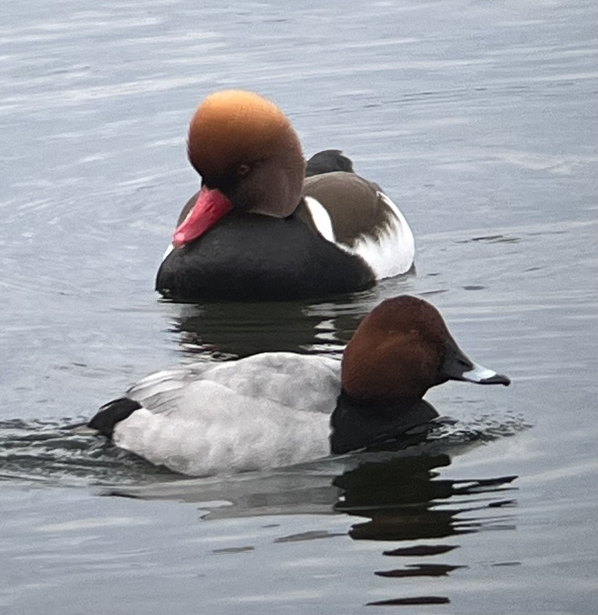 Red-crested Pochard - ML546426281