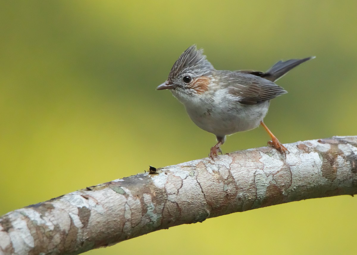 Striated Yuhina - ML546426351