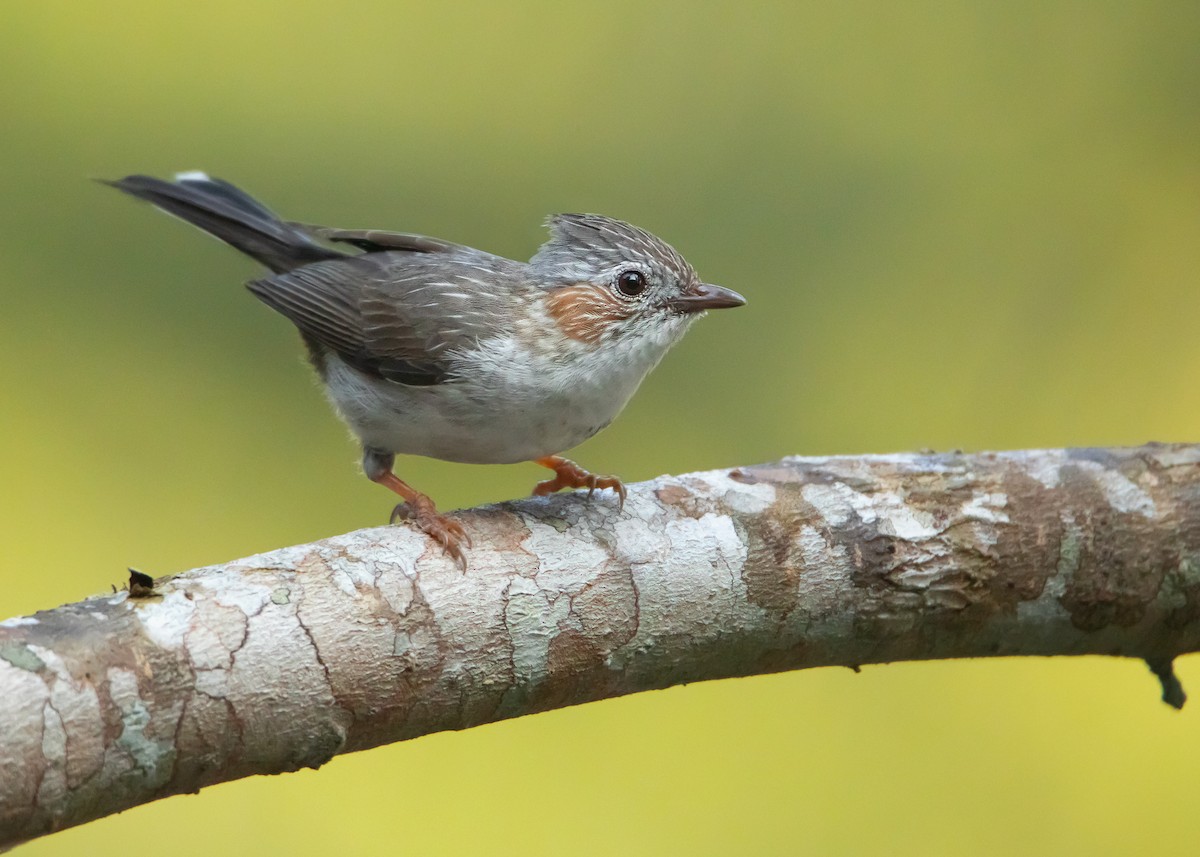 Striated Yuhina - ML546426361