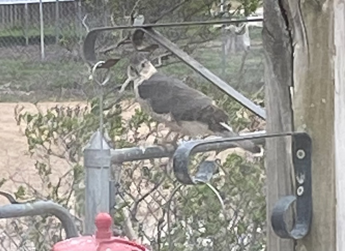 Cooper's Hawk - ML546426391