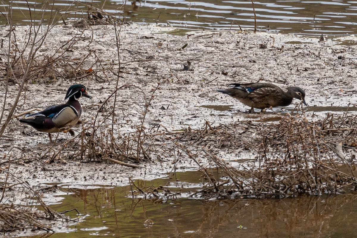 Wood Duck - ML546426851