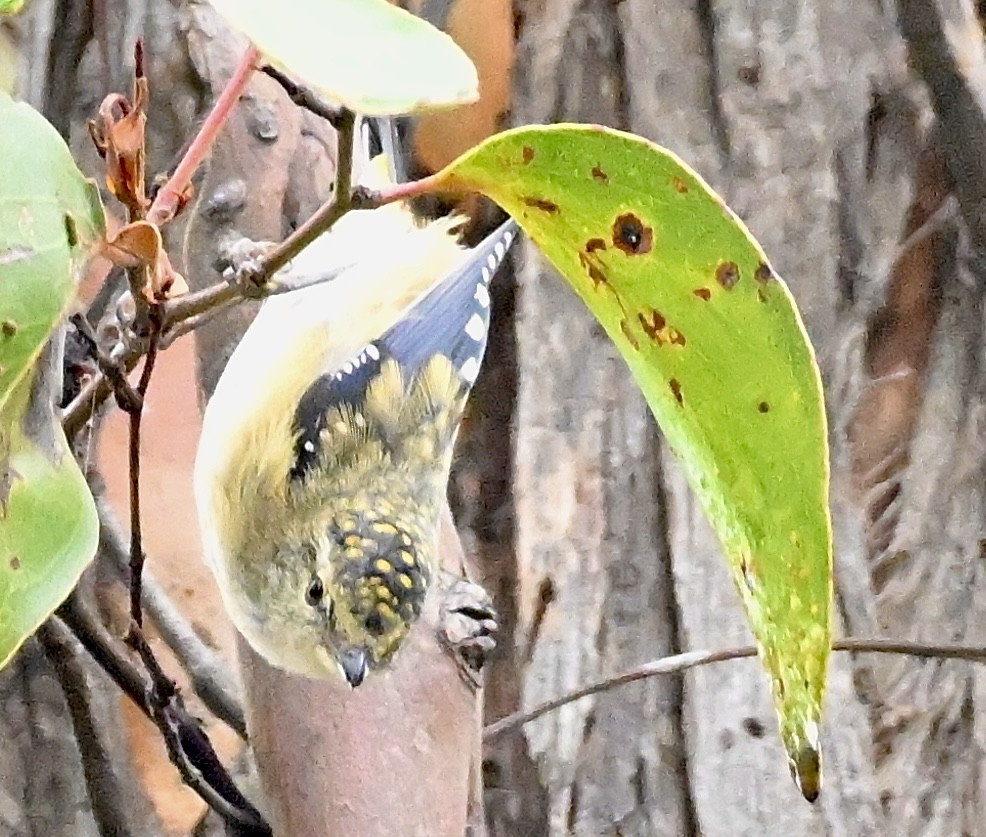 Spotted Pardalote - Charlotte Pavelka & Doug Reitz