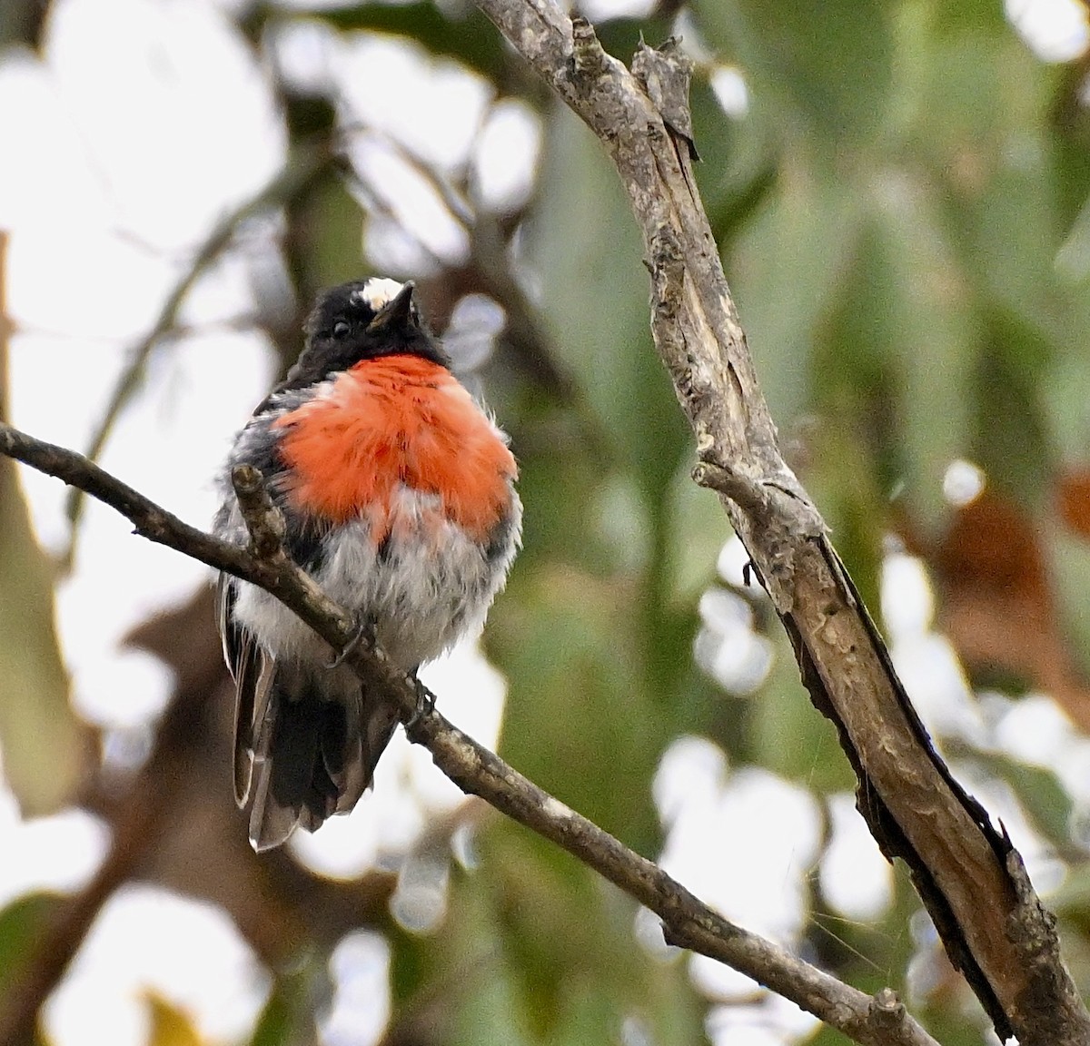 Scarlet Robin - ML546427131