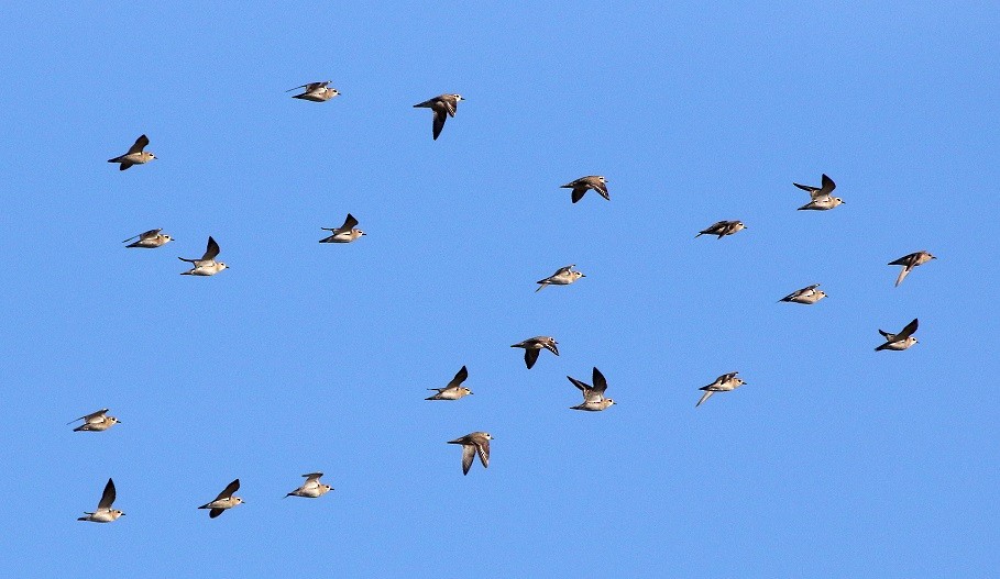 European Golden-Plover - Dimitris  Kokkinidis