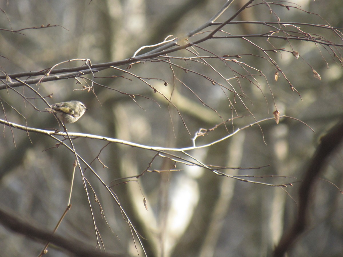 Golden-crowned Kinglet - Barbara Jones