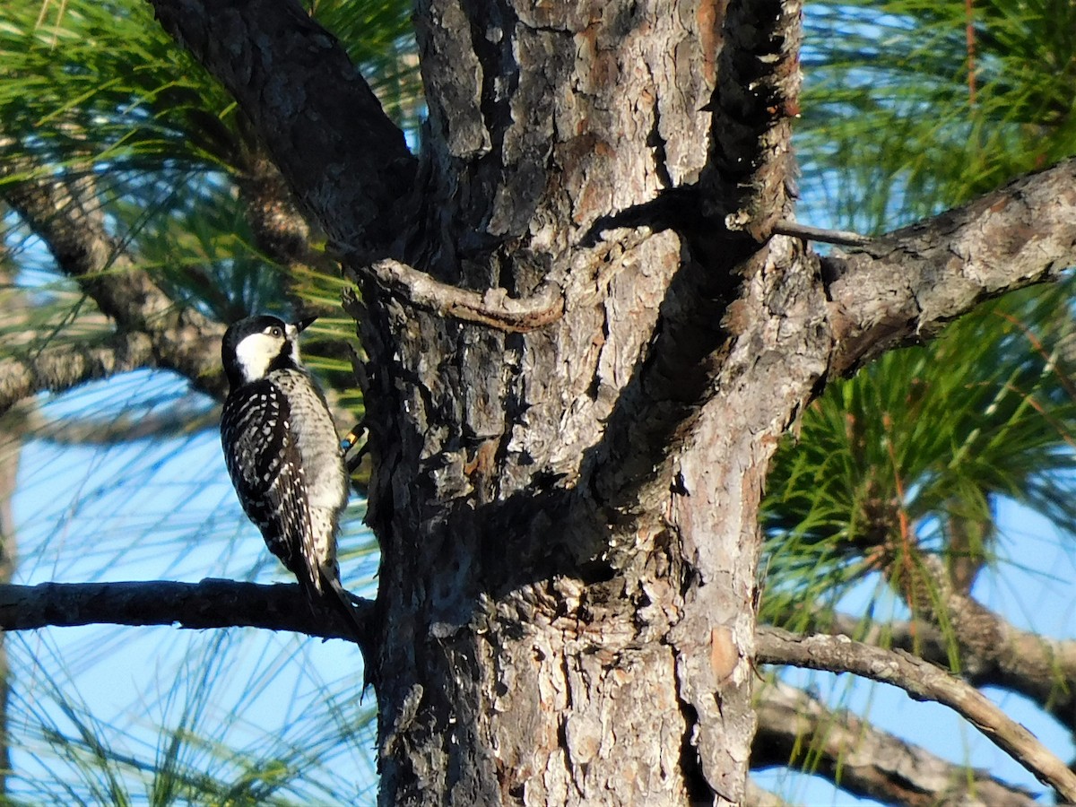 Red-cockaded Woodpecker - Jacque Woodward