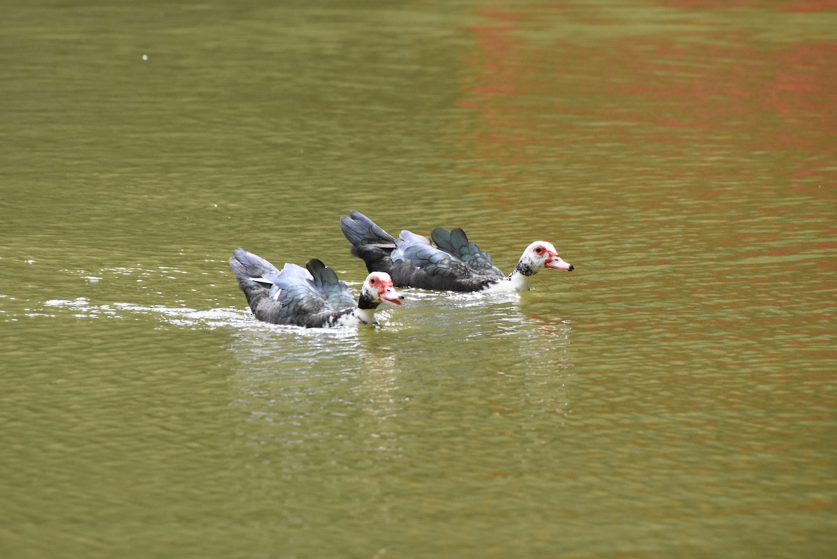 Muscovy Duck (Domestic type) - ML546430951