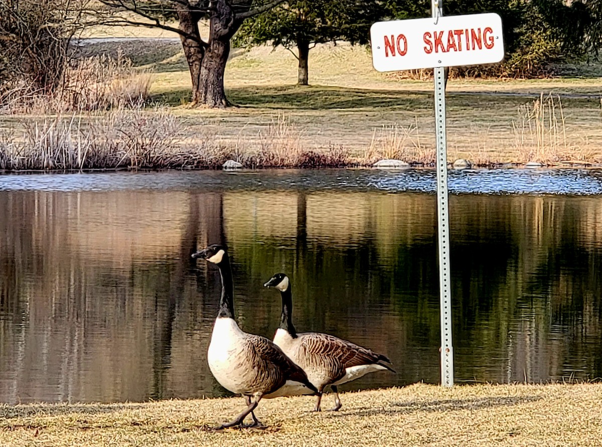 Canada Goose - ML546431211