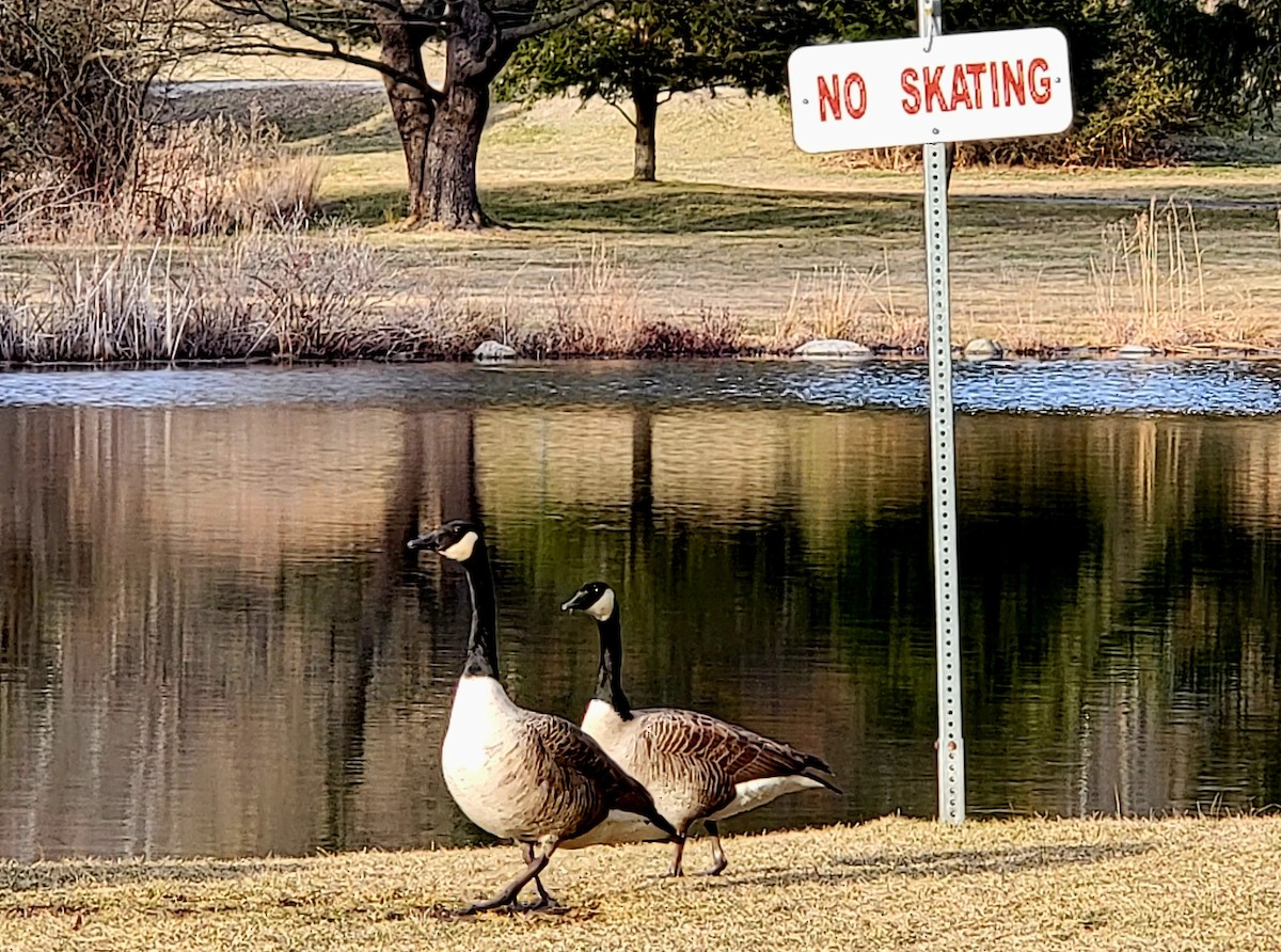 Canada Goose - ML546431211