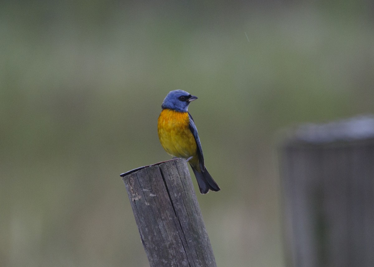 Blue-and-yellow Tanager (Blue-and-yellow) - ML546431531
