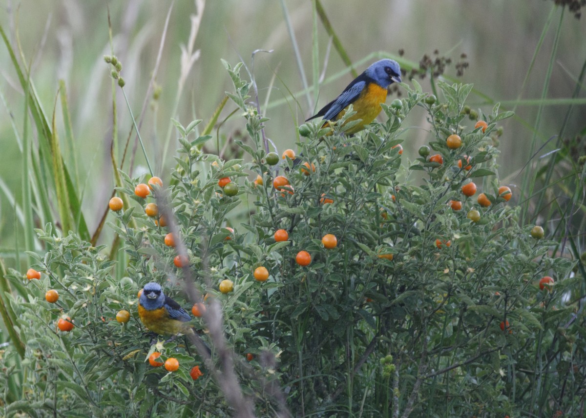 Blue-and-yellow Tanager (Blue-and-yellow) - ML546431691