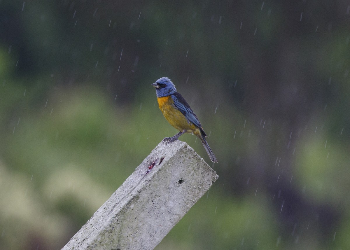 Blue-and-yellow Tanager (Blue-and-yellow) - ML546431711
