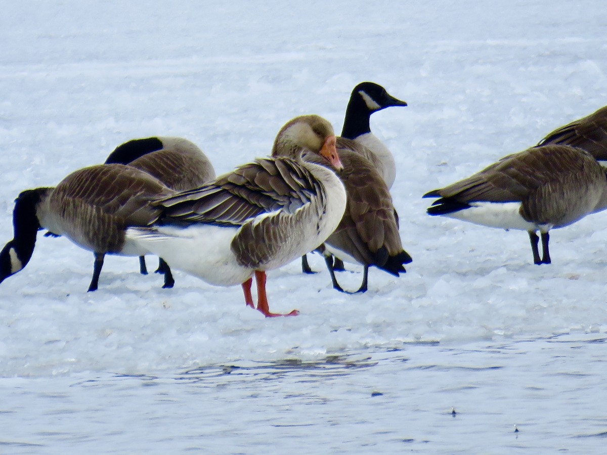 Graylag Goose (Domestic type) - ML546431731