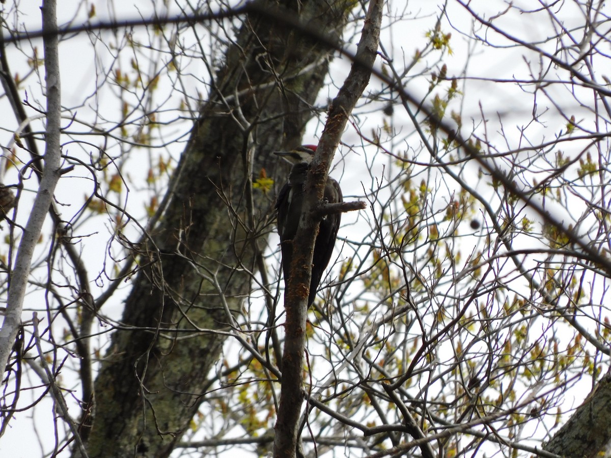 Pileated Woodpecker - ML546431891