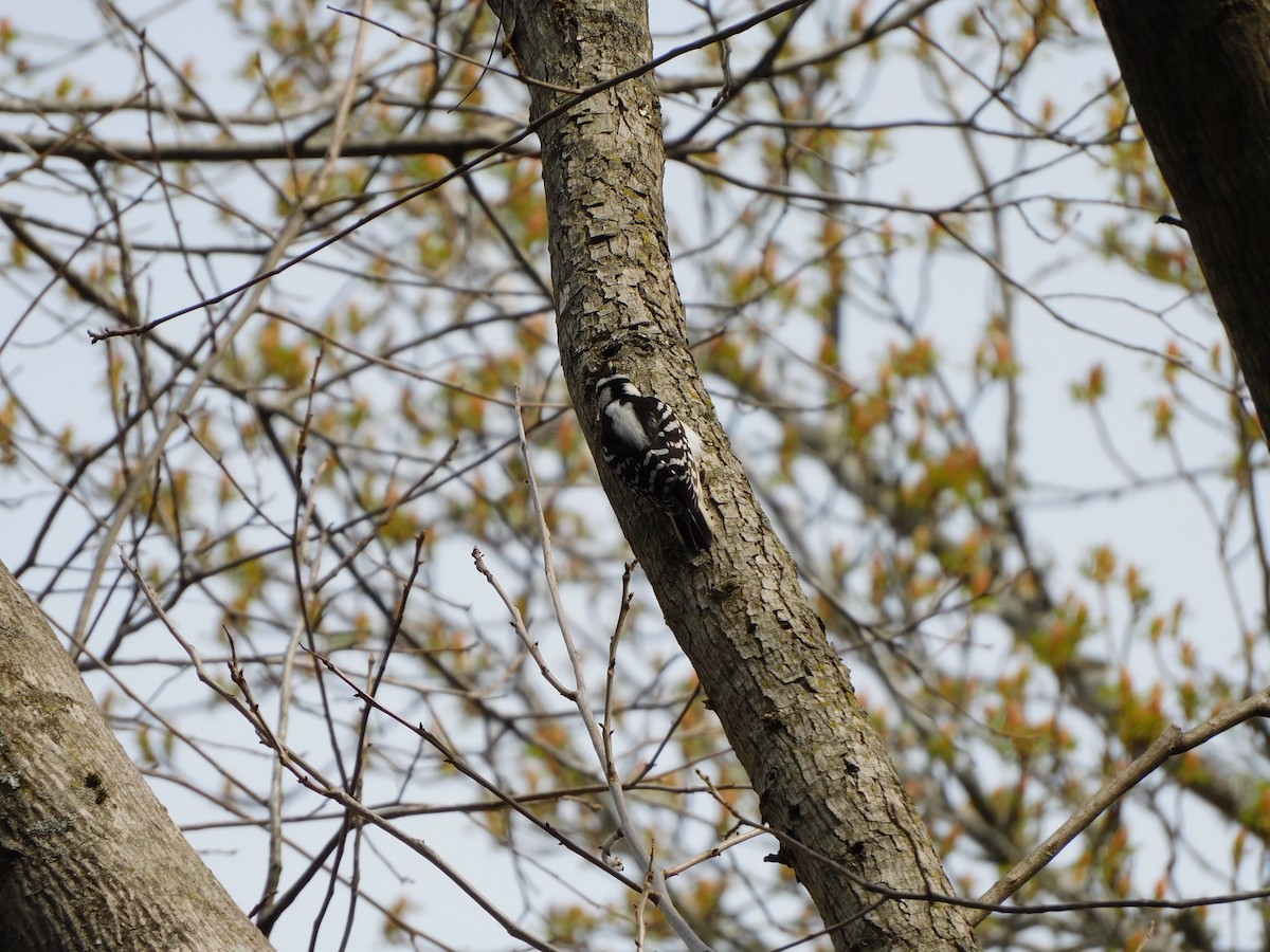 Downy Woodpecker - ML546432891