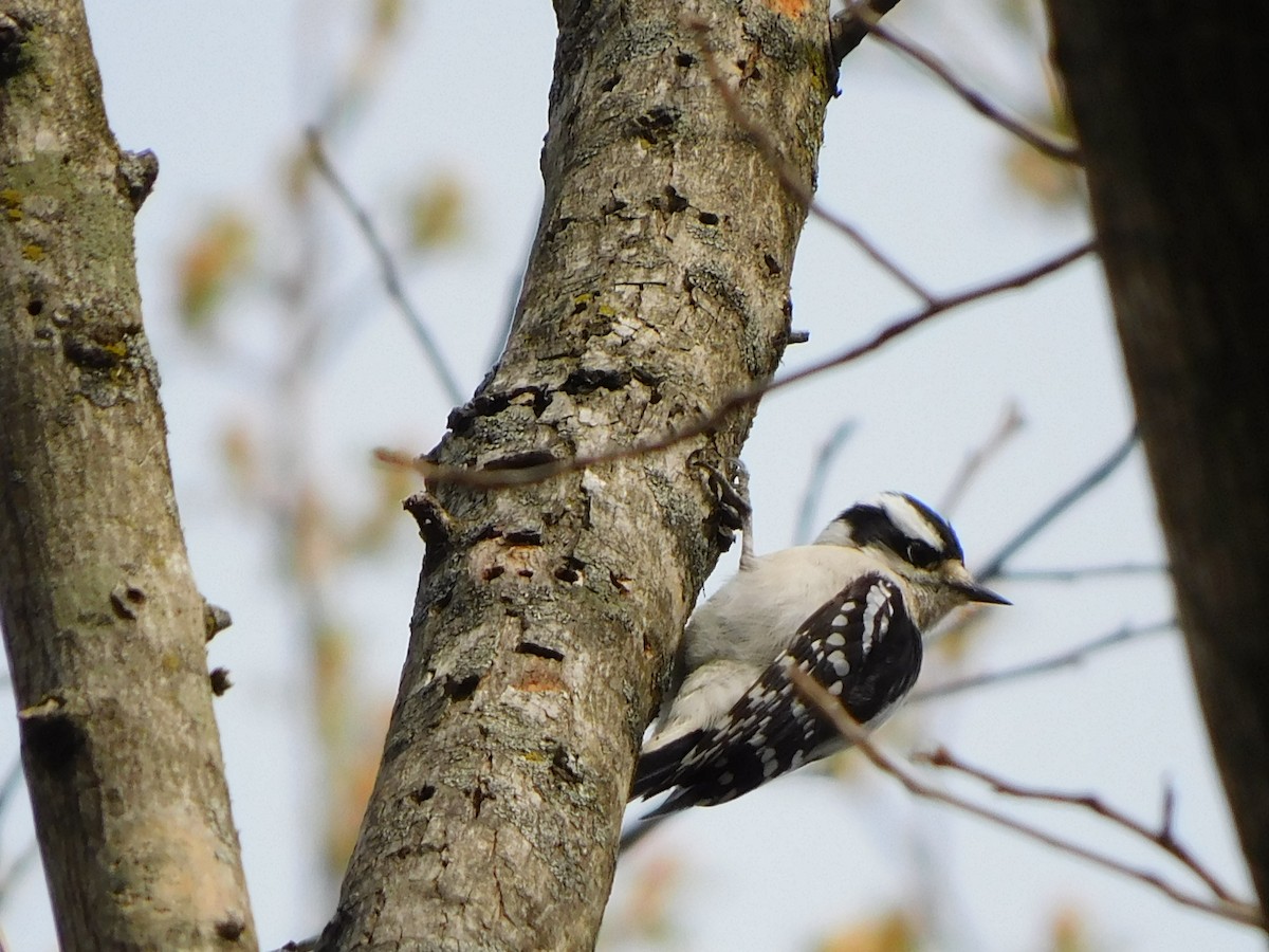 Downy Woodpecker - ML546433131