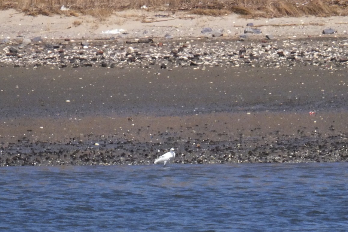 Snowy Egret - ML54643321