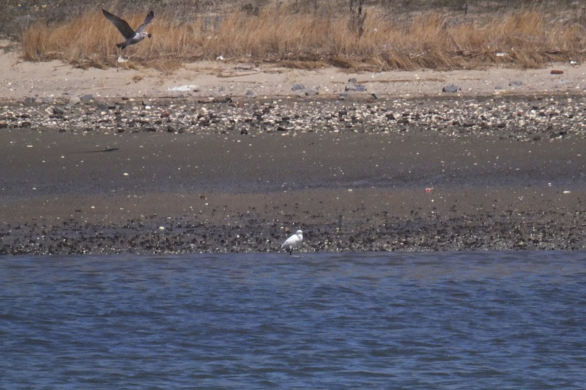 Snowy Egret - ML54643331