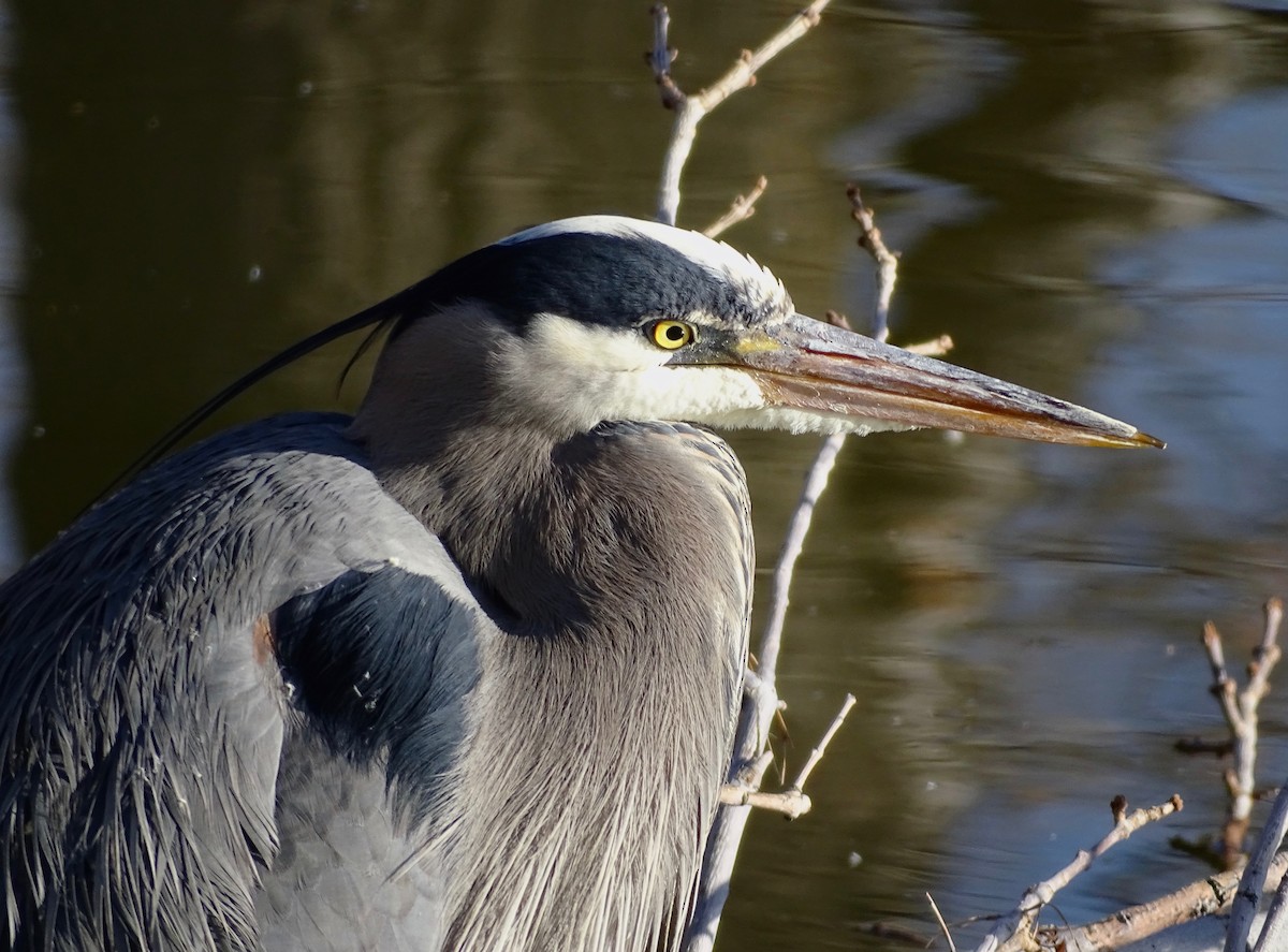 Great Blue Heron - ML546433421