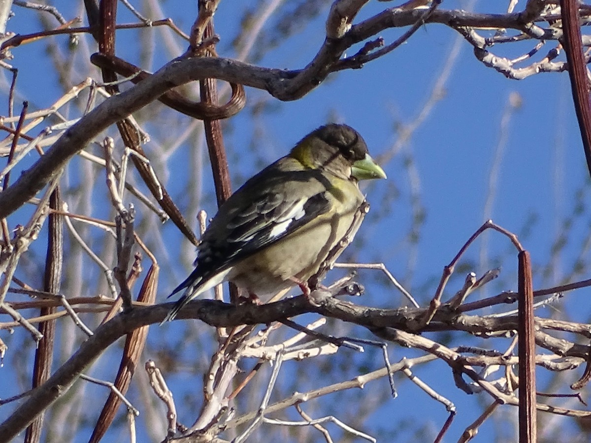 Evening Grosbeak - ML546434321