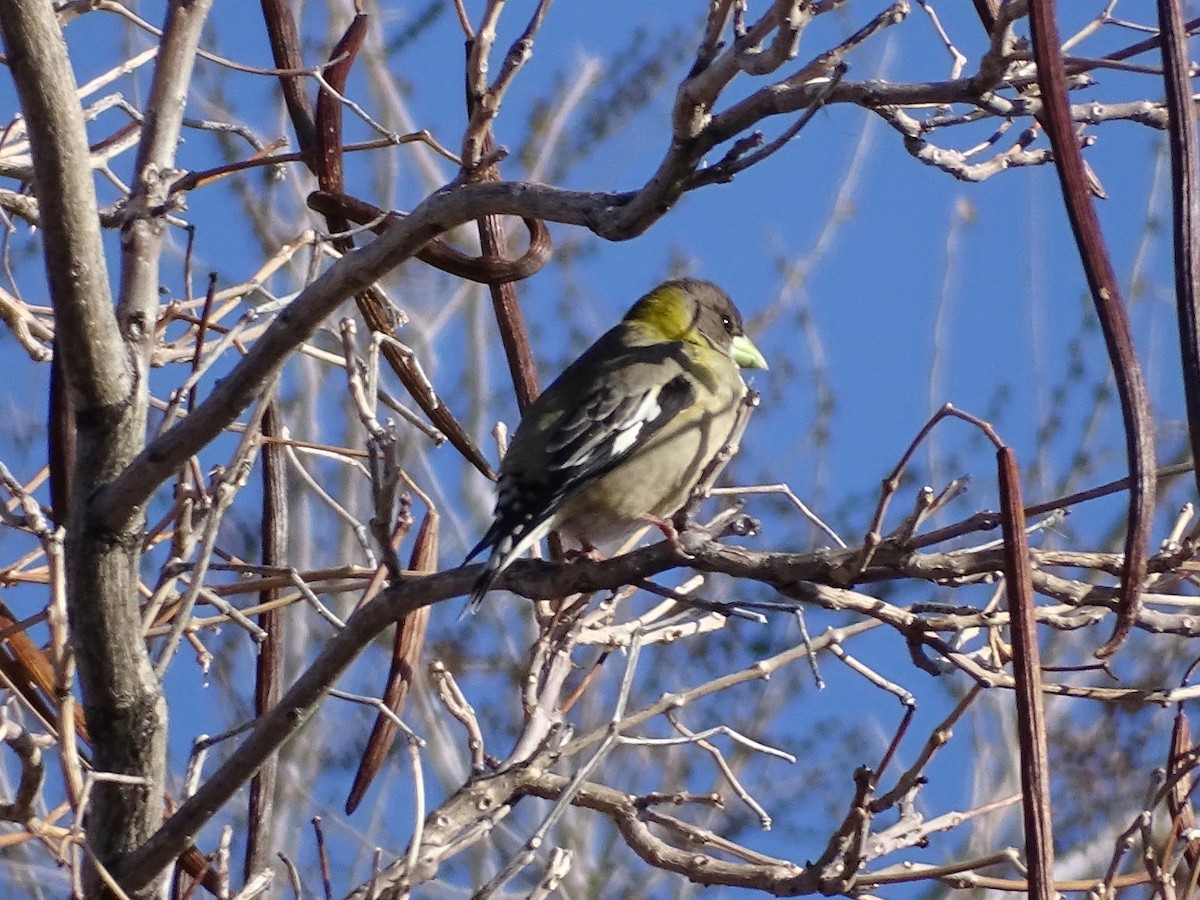 Evening Grosbeak - ML546434351