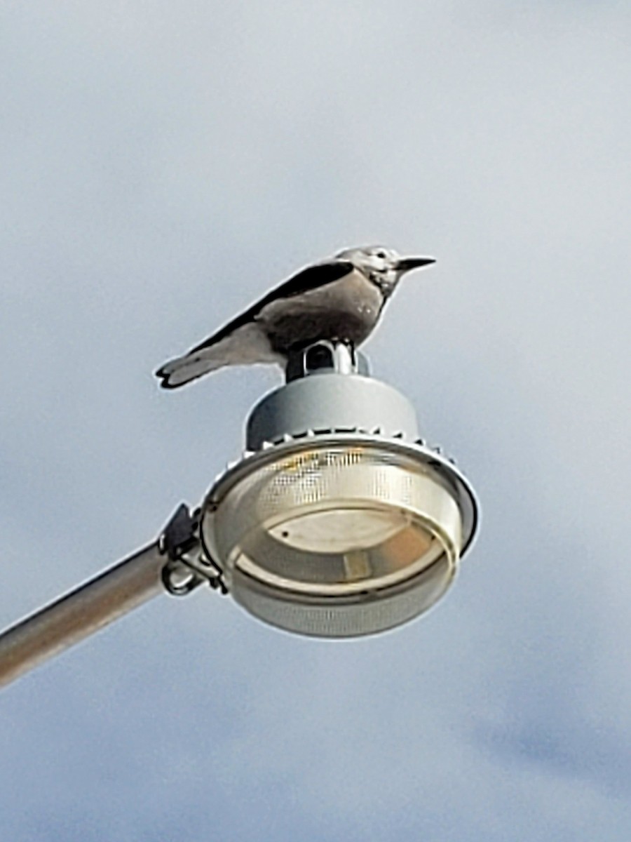 Clark's Nutcracker - ML546435271