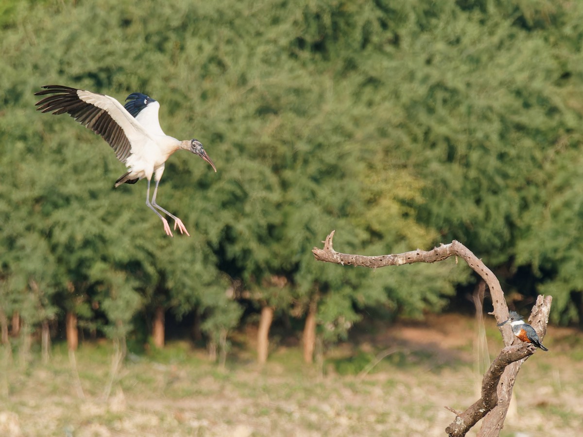 Wood Stork - ML546435341