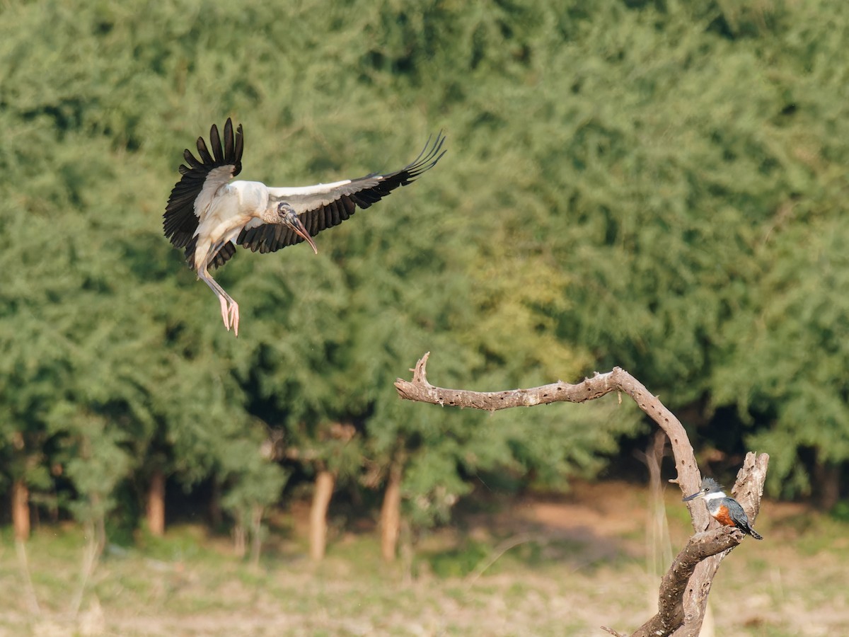 Wood Stork - ML546435381