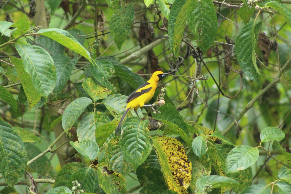 Yellow-tailed Oriole - ML546439101