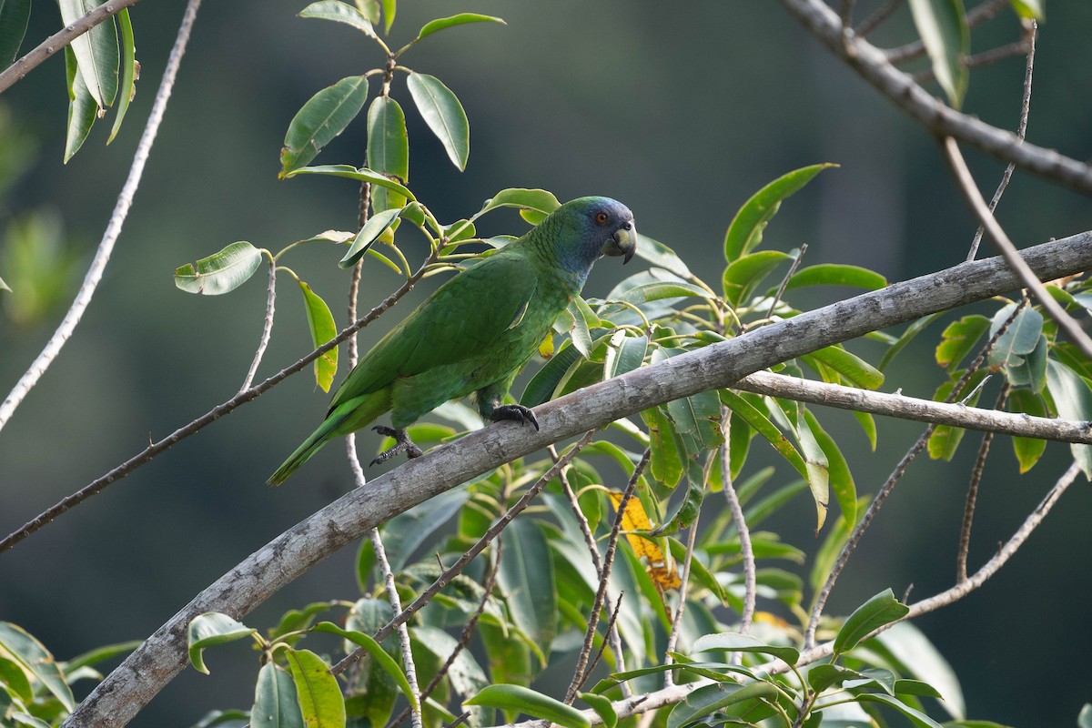 Red-necked Amazon - ML546439911