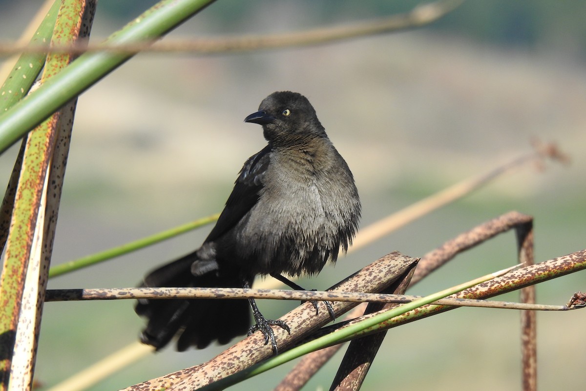 Carib Grackle - ML546440631