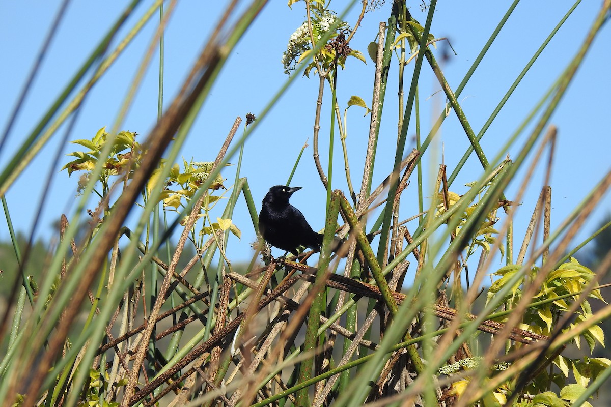 Carib Grackle - ML546440641